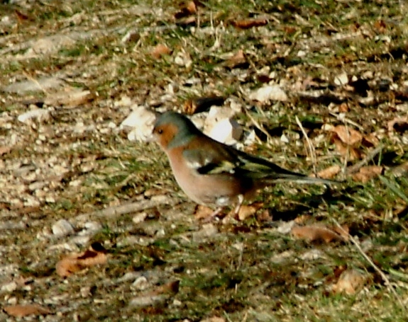uccello variopinto - Fringuello